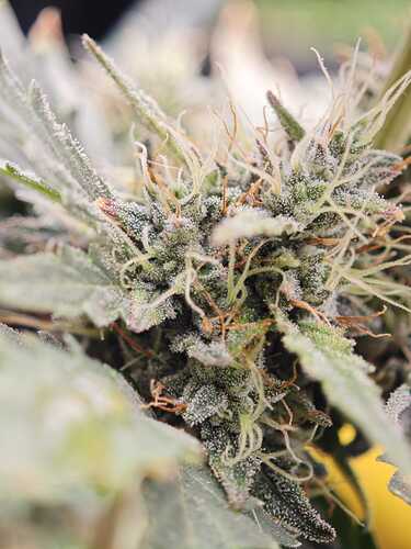 Growreport Bild 26