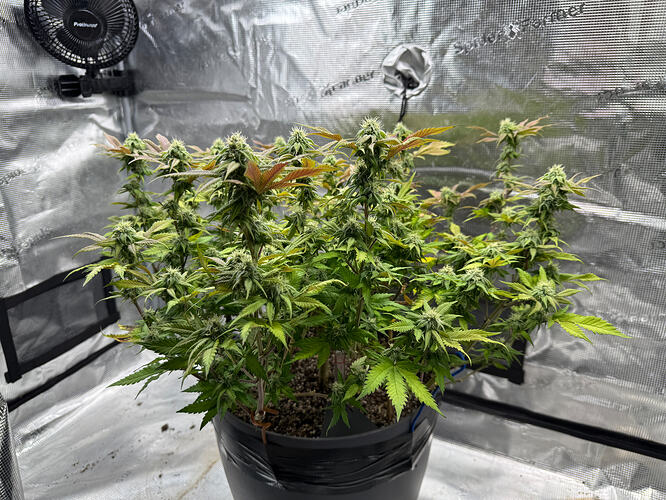 Growreport Bild 28
