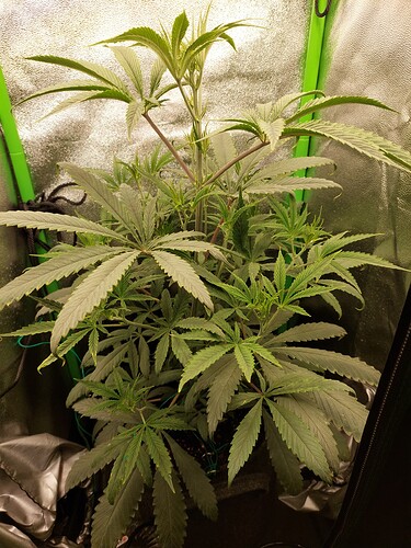 Growreport Bild 5