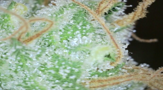 Growreport Bild 5