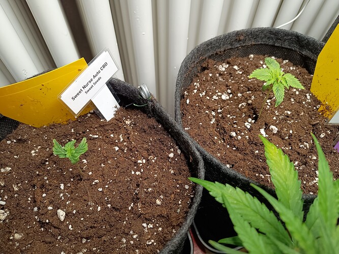 Growreport Bild 2
