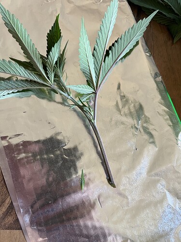 Growreport Bild 38
