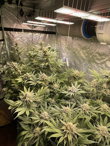 Growreport Bild 6