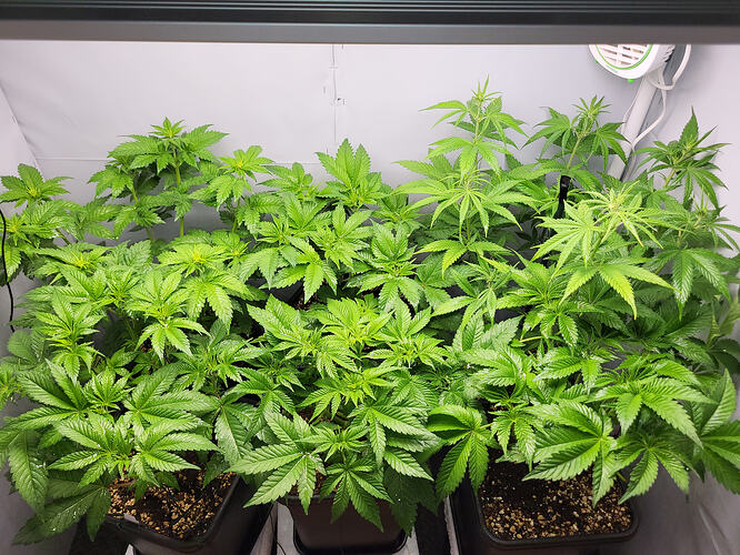 Growreport Bild 1