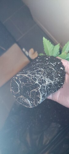 Growreport Bild 10