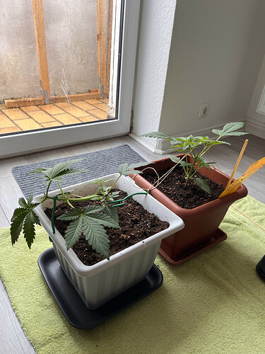 Growreport Bild 47