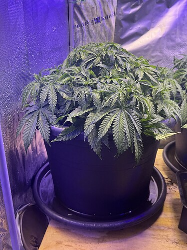 Growreport Bild 95