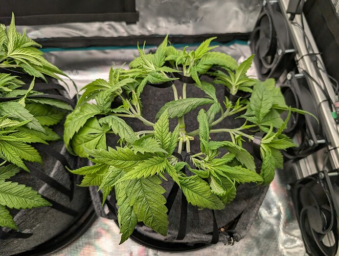 Growreport Bild 7