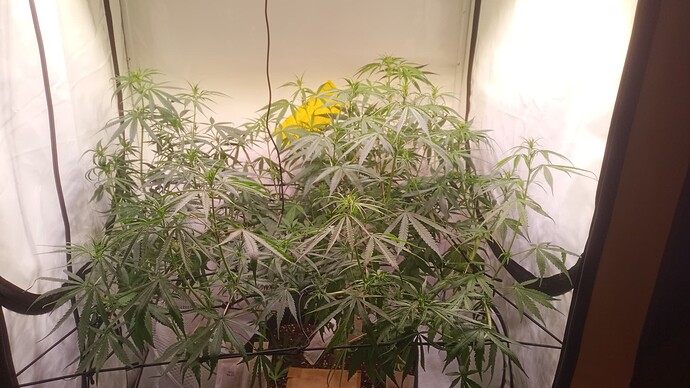 Growreport Bild 2