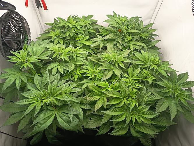 Growreport Bild 1
