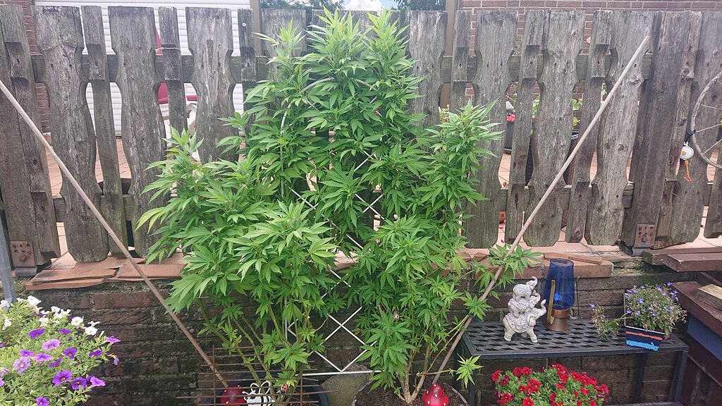 Die HECKE - oder "„Adaptation und Evaluation von Indoor-Techniken im Outdoor-Cannabisanbau zur Entwicklung einer effizienten Heckenstruktur“