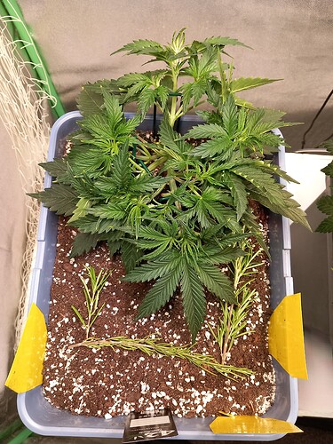 Growreport Bild 8