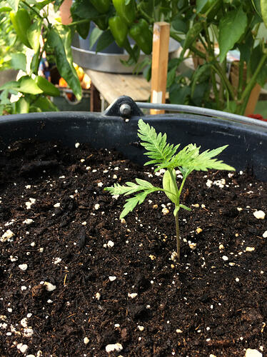 Grow26_0723_03
