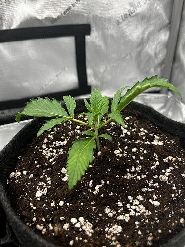 Growreport Bild 3