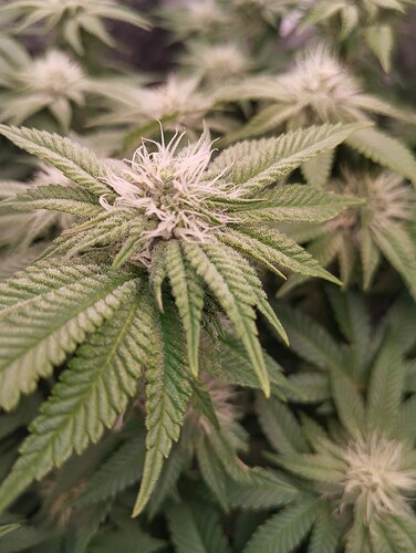 IMG_20250203_203724 - Kopie