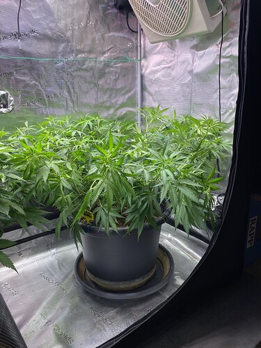 Growreport Bild 1