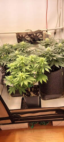 Growreport Bild 1