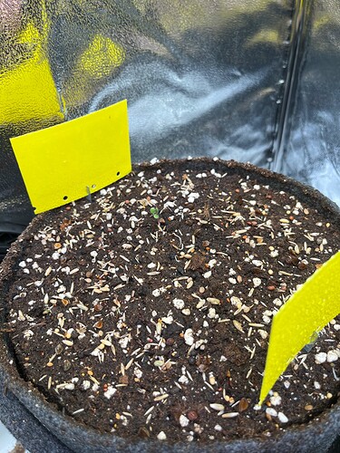 Pflanzen und Pilze 2