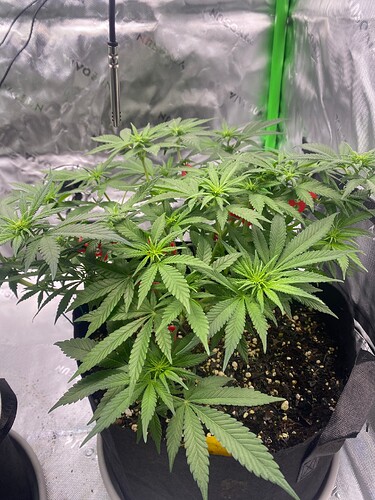 Growreport Bild 1