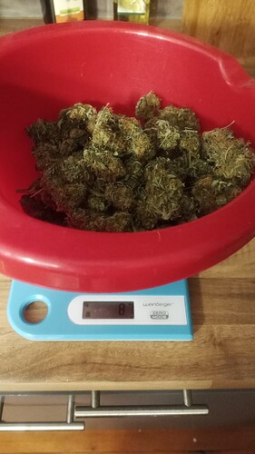 Growreport Bild 34