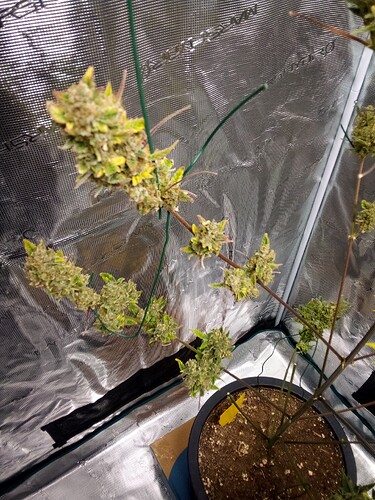 Growreport Bild 7