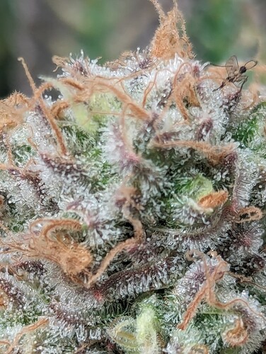 Growreport Bild 13