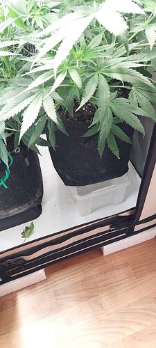 Growreport Bild 9