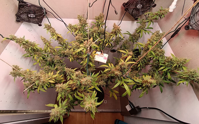 Growreport Bild 16
