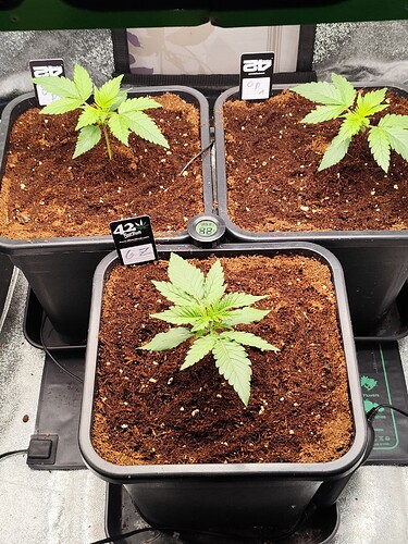 Growreport Bild 1
