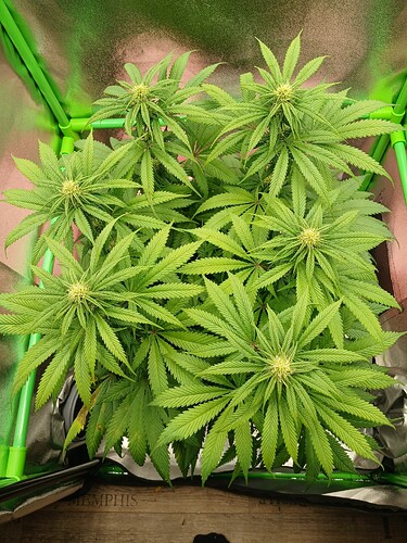 Growreport Bild 19
