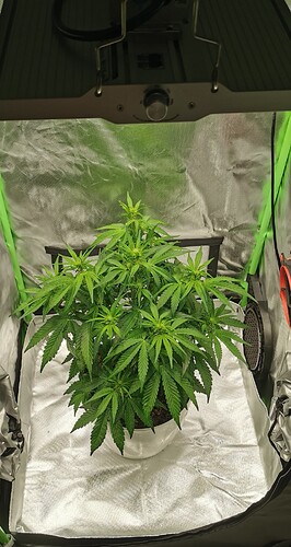 Growreport Bild 2