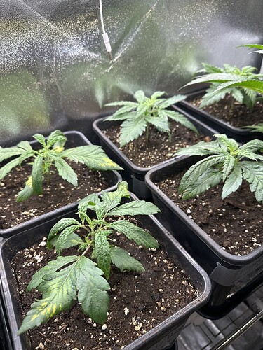 Growreport Bild 28