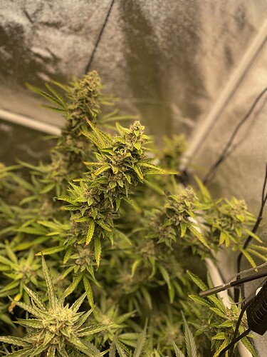 Growreport Bild 4