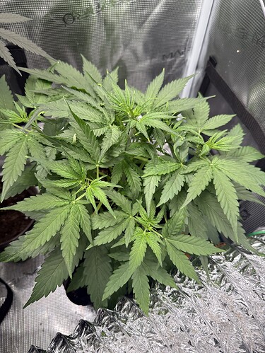 Growreport Bild 34