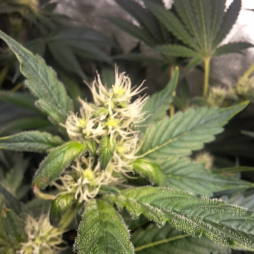 Growreport Bild 6