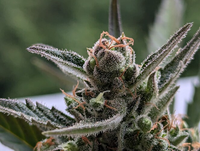 PXL_20240727_155949021