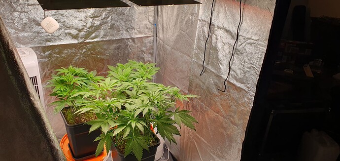 Growreport Bild 1