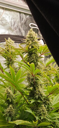 Growreport Bild 52