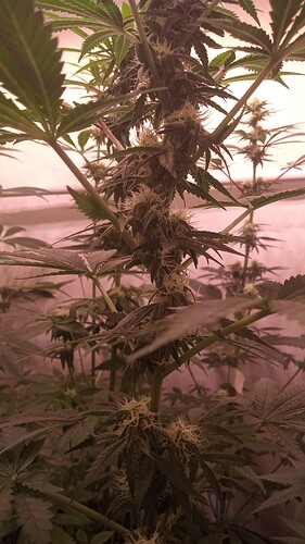 Growreport Bild 49