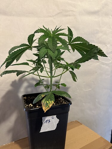 Growreport Bild 9