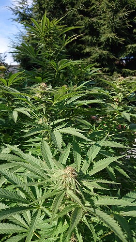 Growreport Bild 82