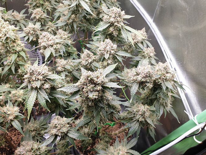 Growreport Bild 2
