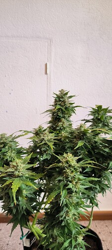Growreport Bild 11