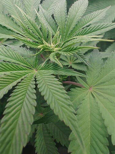 Growreport Bild 5
