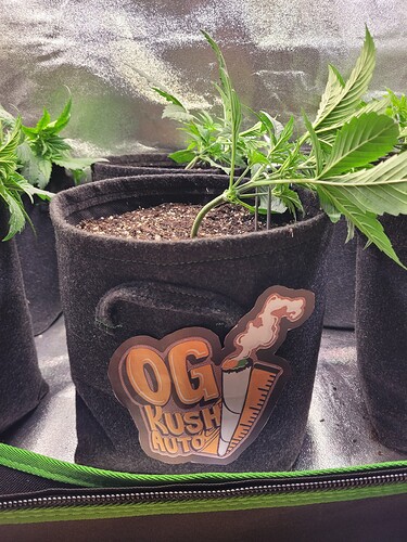Growreport Bild 19