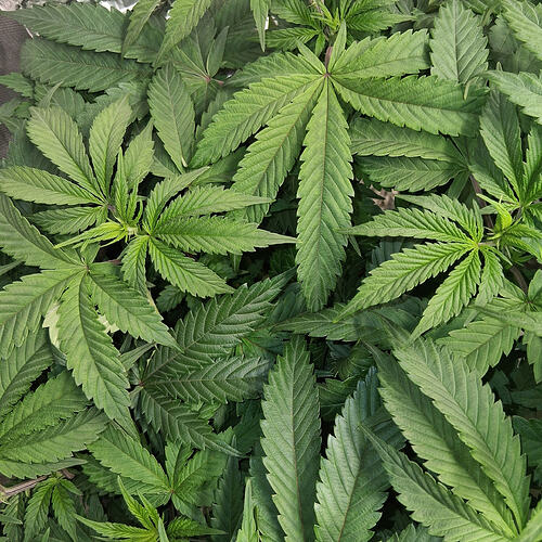 Afghani #1  04