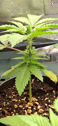 Growreport Bild 2