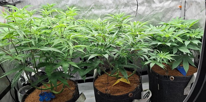 Growreport Bild 2