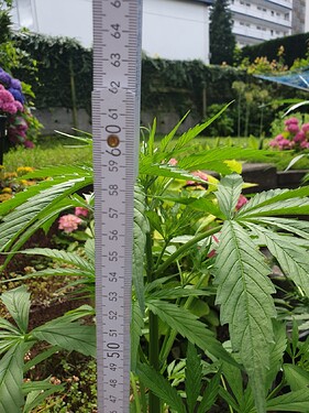 sticky_VT38 höhe