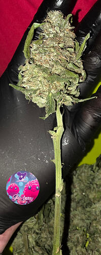 Growreport Bild 65